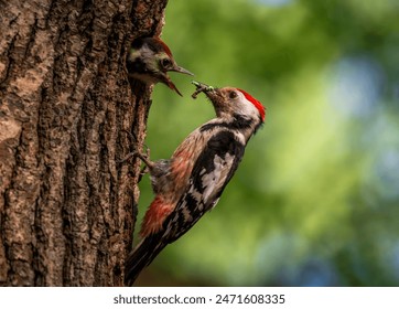 终极斗罗抢先版小书屋 终极斗罗抢先版小书屋