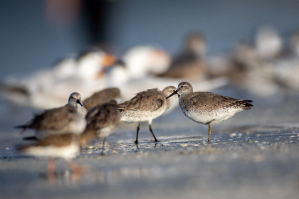 日本加勒比无码中文字幕 日本加勒比无码中文字幕