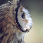 五十度灰3:禁忌之恋的终极考验与救赎 0y7zu