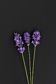 五十度灰在线观看2:探寻禁忌爱情的深度与魅力 五十度灰在线观看2:探寻禁忌爱情的深度与魅力