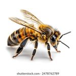 吾色綱官网:探索多彩生活的艺术与灵感之源 jra1ec8